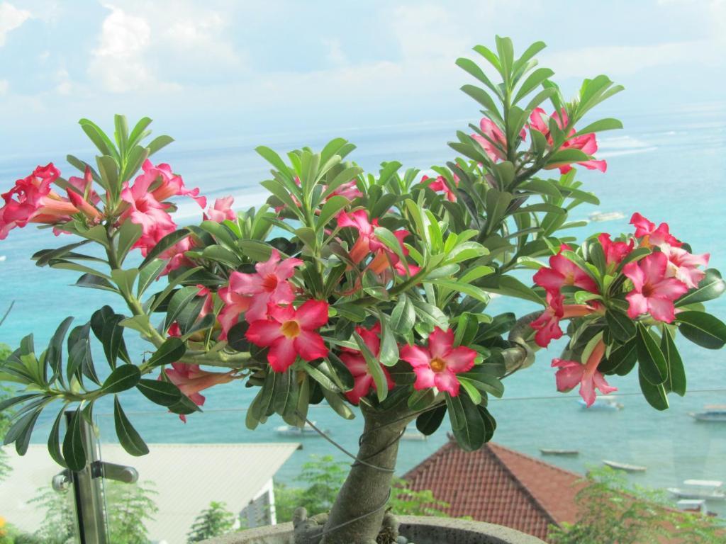 Lembongan Harmony Villas Phòng bức ảnh